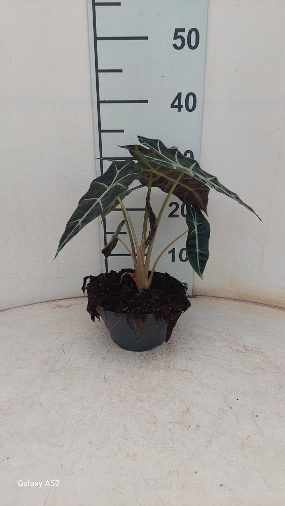 ALOCASIA A. POLLY CP17