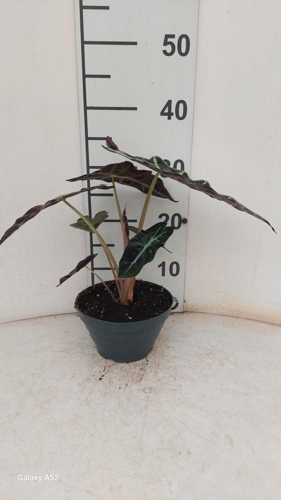 ALOCASIA A. POLLY CP17
