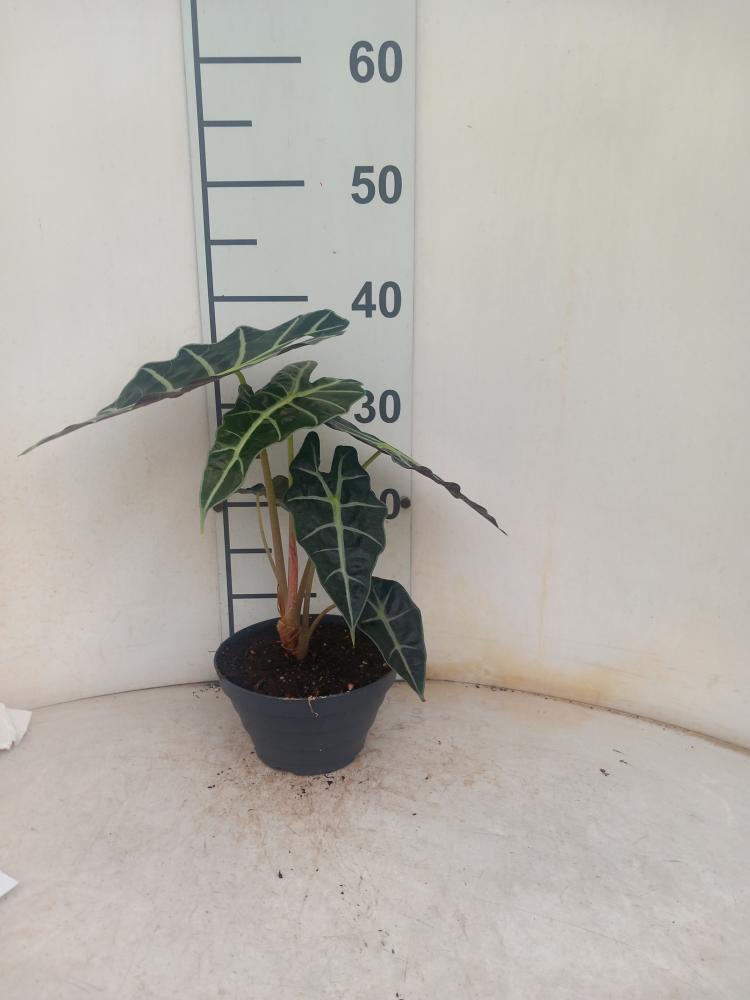 ALOCASIA A. POLLY CP17