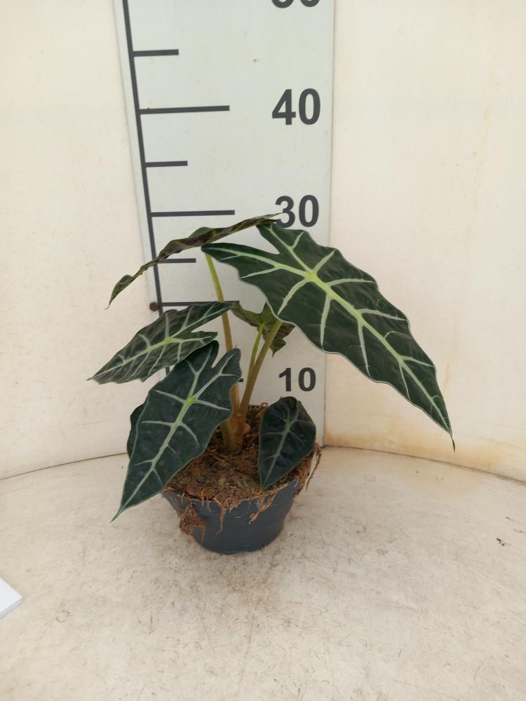 ALOCASIA A. POLLY CP17