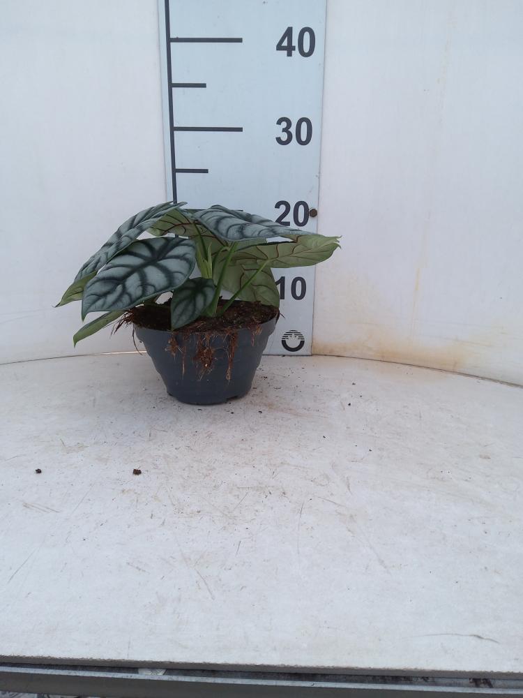 ALOCASIA S. DRAGON CP17