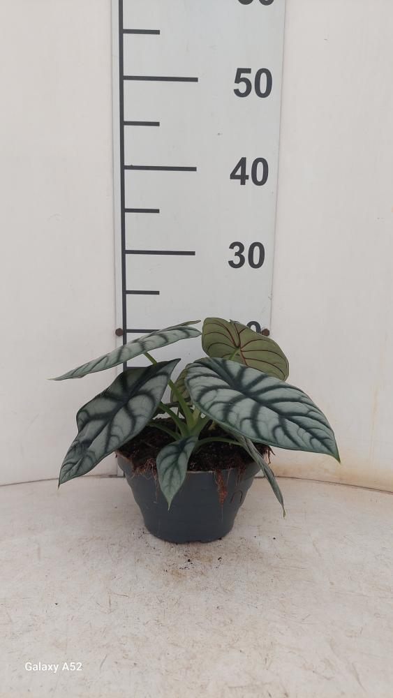 ALOCASIA S. DRAGON CP17