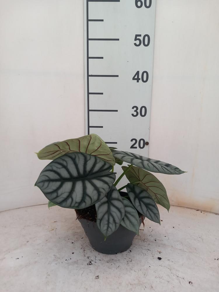 ALOCASIA S. DRAGON CP17
