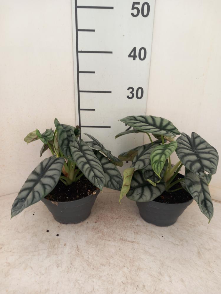 ALOCASIA S. DRAGON CP17