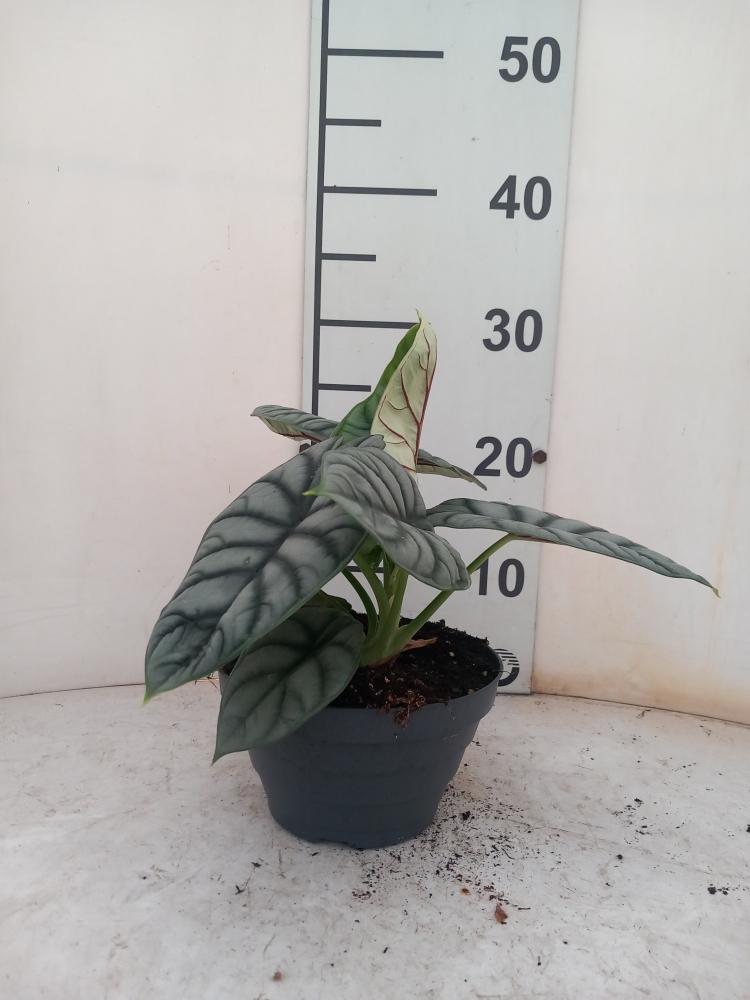ALOCASIA S. DRAGON CP17