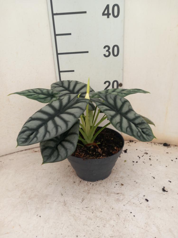 ALOCASIA S. DRAGON CP17