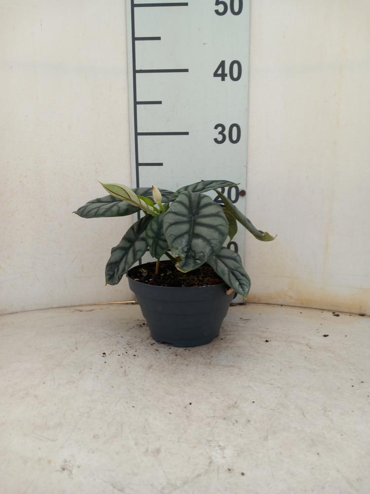 ALOCASIA S. DRAGON CP17