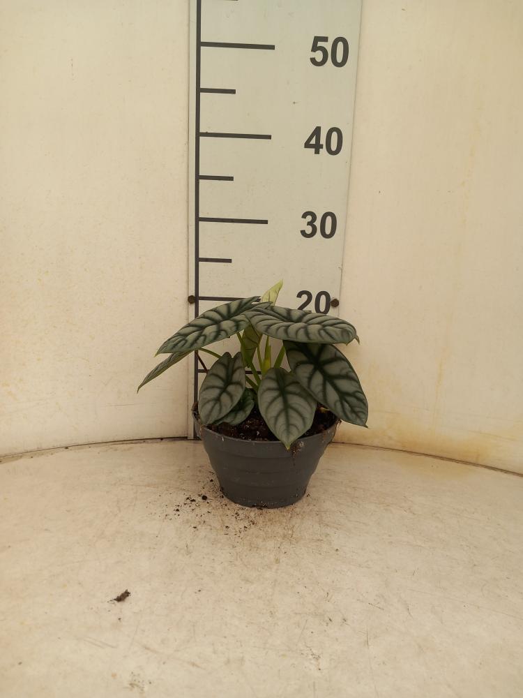 ALOCASIA S. DRAGON CP17