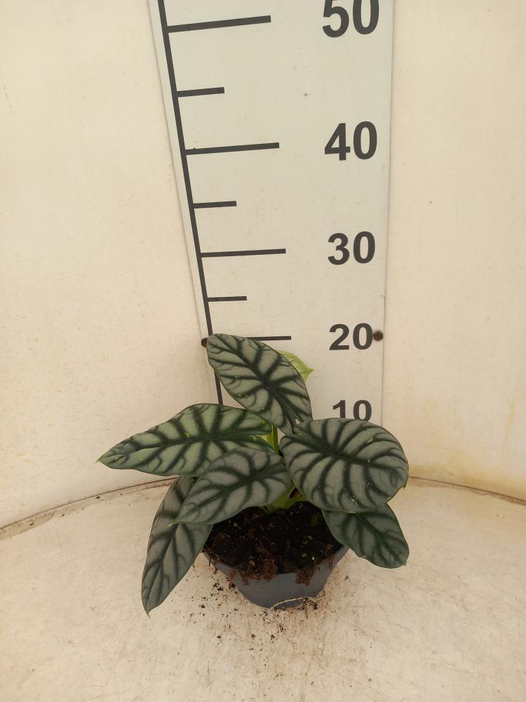 ALOCASIA S. DRAGON CP17