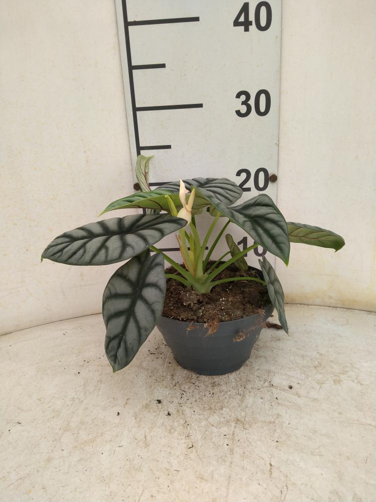 ALOCASIA S. DRAGON CP17