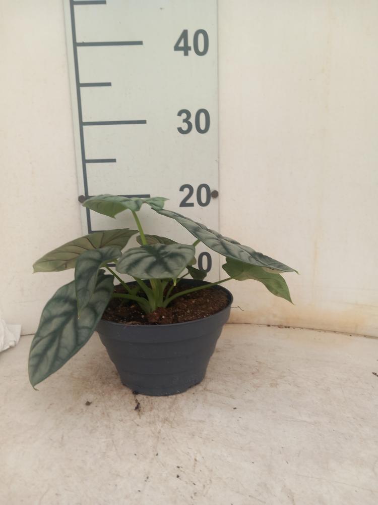 ALOCASIA S. DRAGON CP17