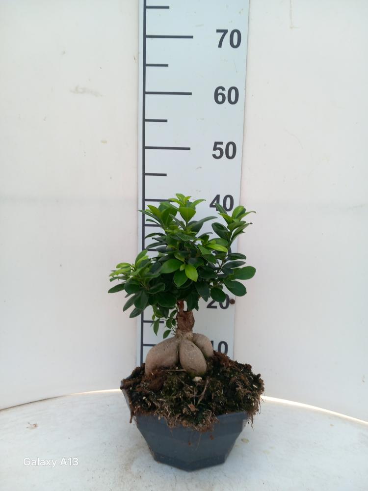 FICUS GINSENG GR500 CP22