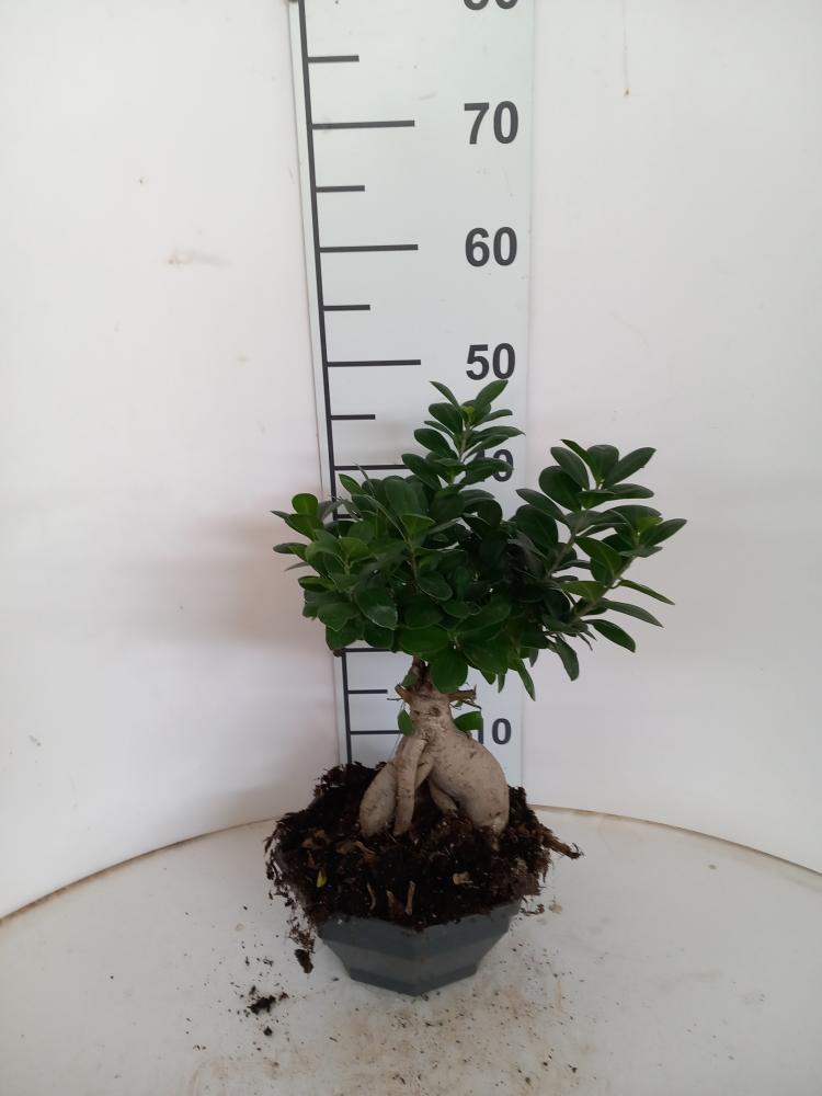 FICUS GINSENG GR500 CP22