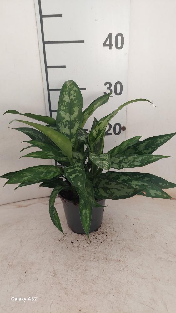 AGLAONEMA MARIA 3P VP12