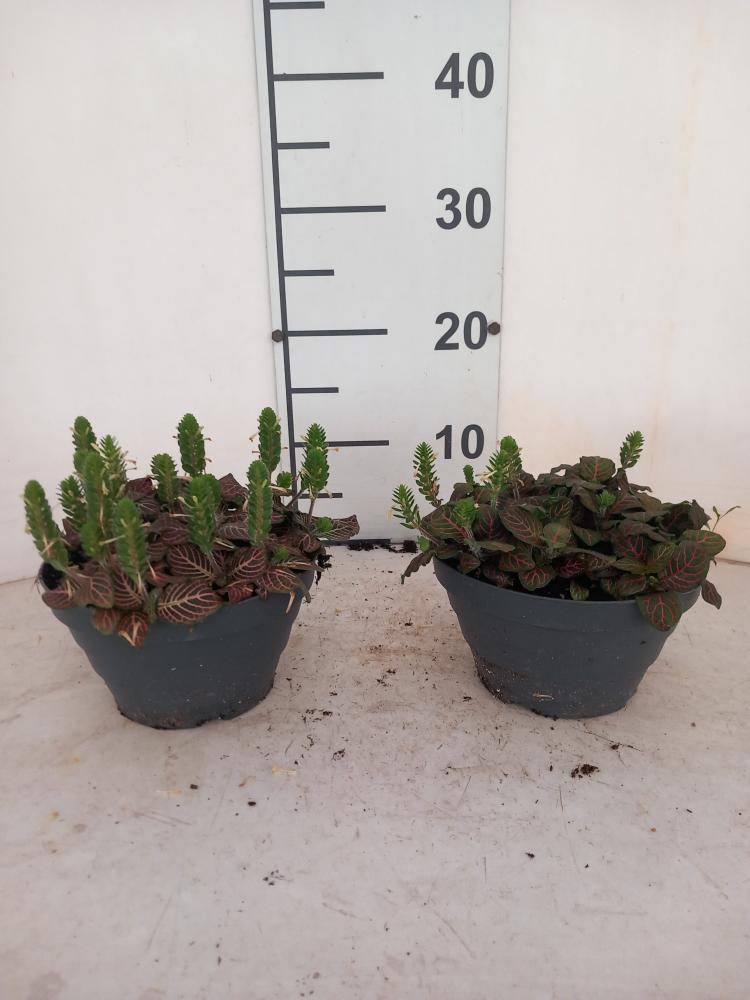 FITTONIA MIX CP17