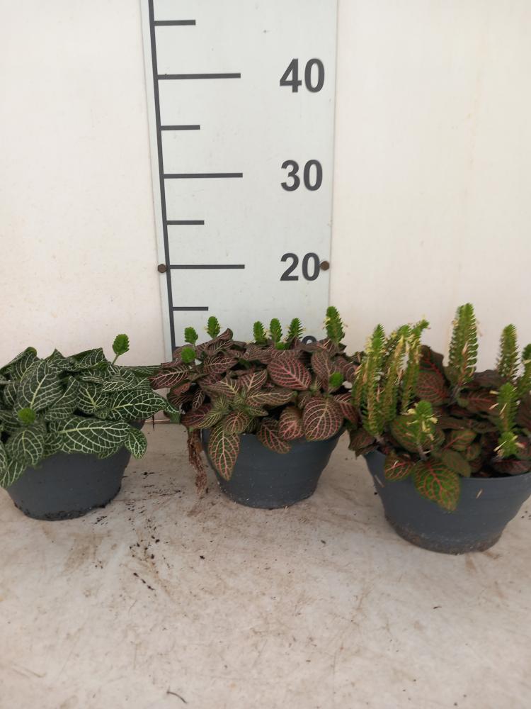 FITTONIA MIX CP17