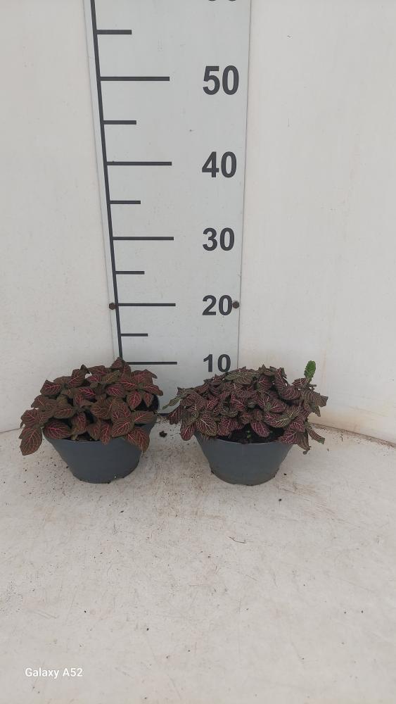 FITTONIA MIX CP17