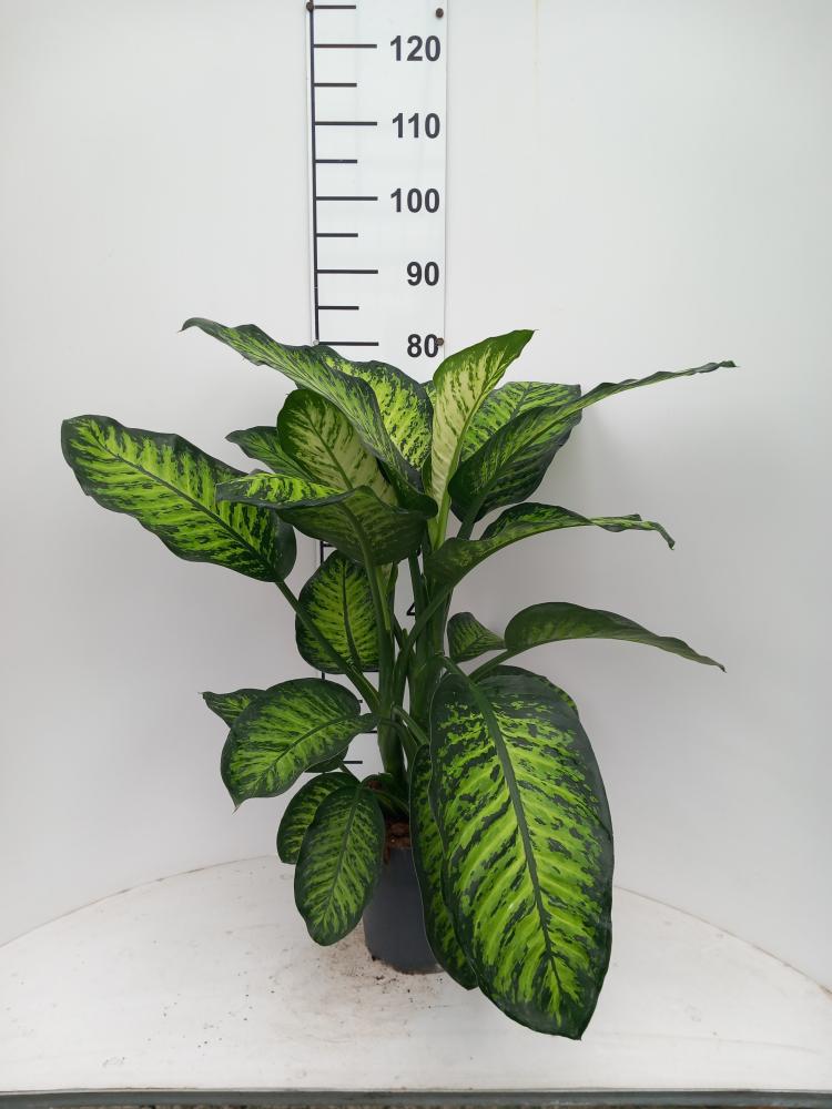 DIEFF. TROPIC YELLOW 2P VP21