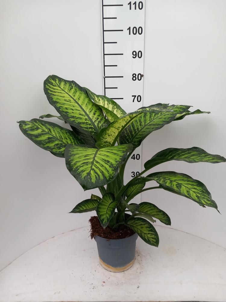 DIEFF. TROPIC YELLOW 2P VP21