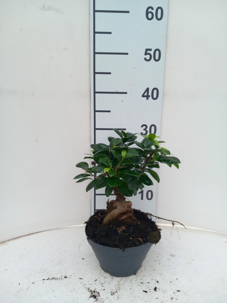 FICUS GINSENG GR150 CP17