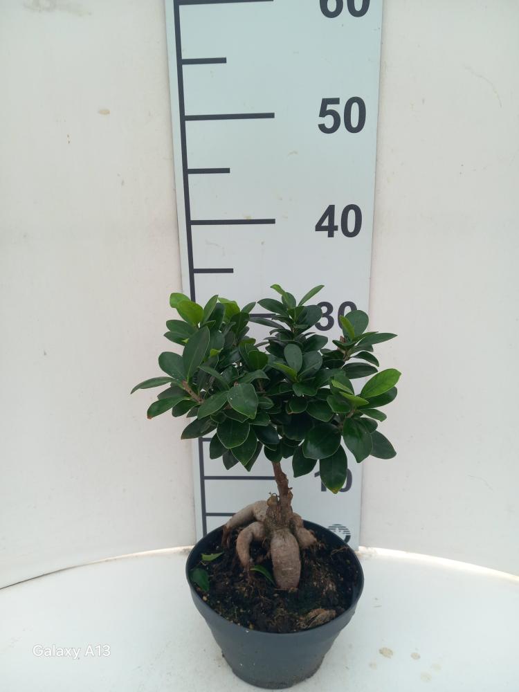 FICUS GINSENG GR150 CP17