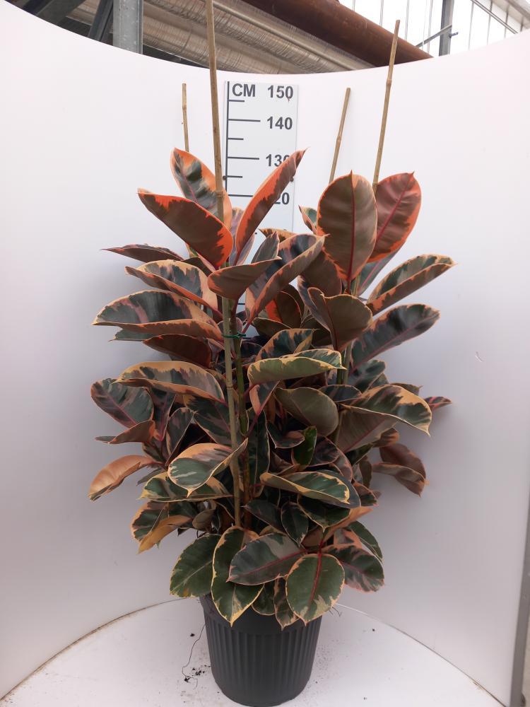 FICUS BELIZE 3P VP35