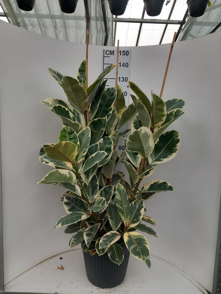 FICUS TINEKE 3P VP35