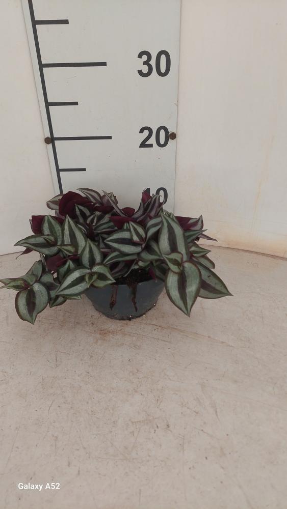 TRADESCANTIA ZEBRINA CP17