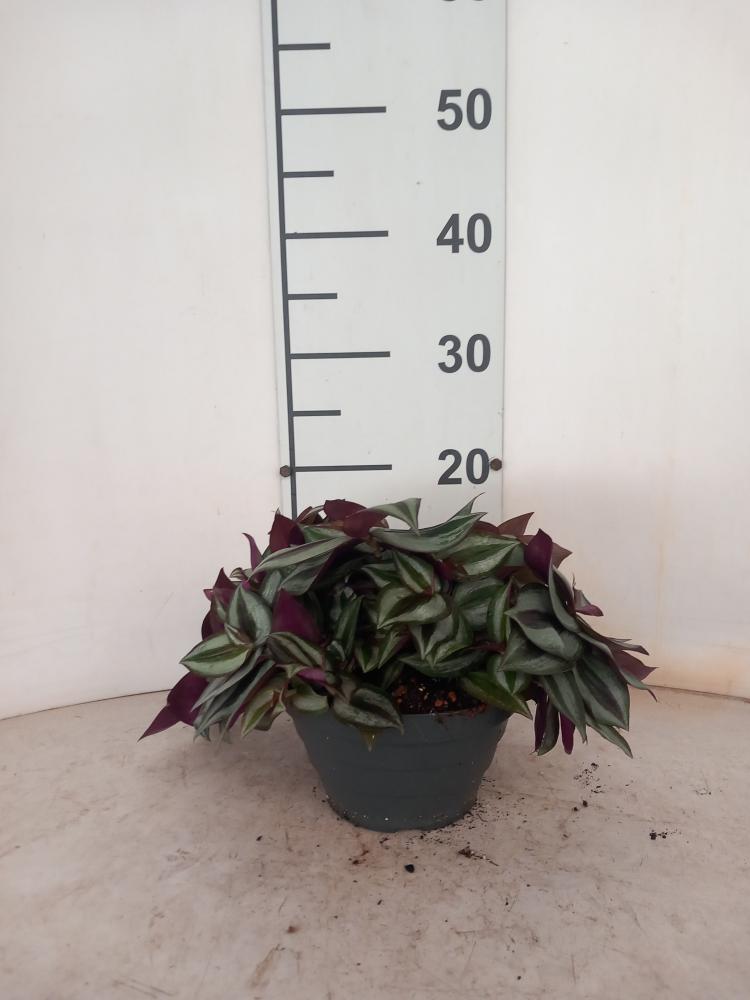 TRADESCANTIA ZEBRINA CP17