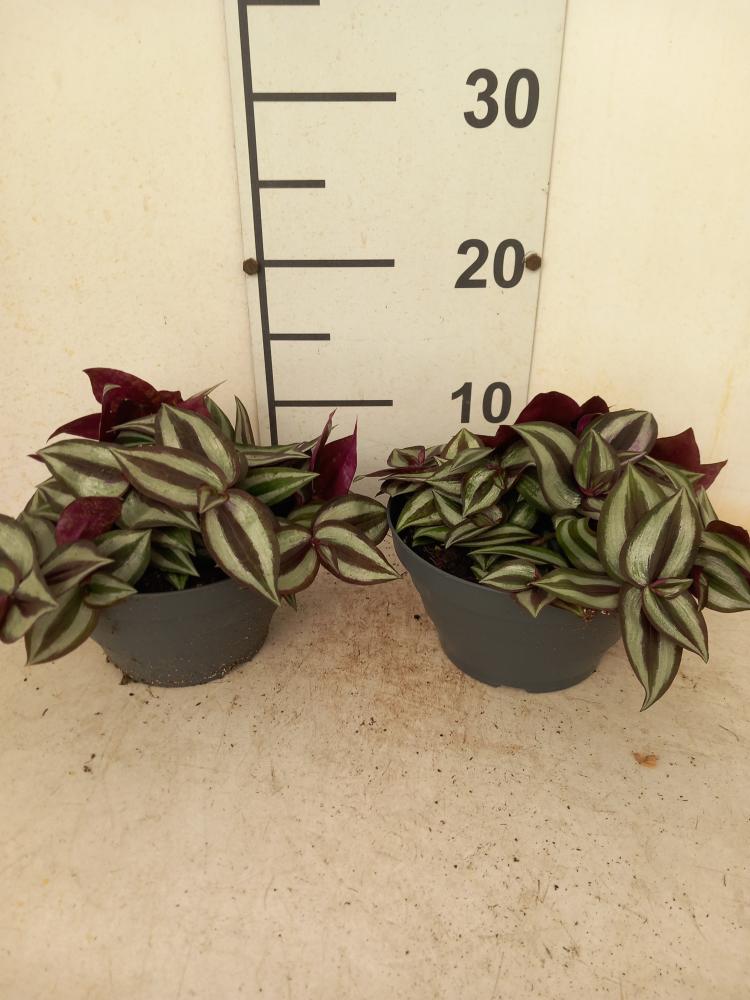 TRADESCANTIA ZEBRINA CP17
