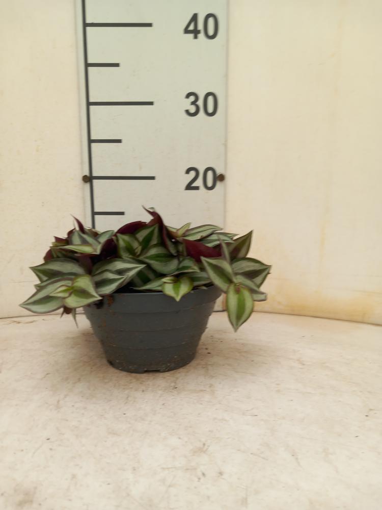 TRADESCANTIA ZEBRINA CP17