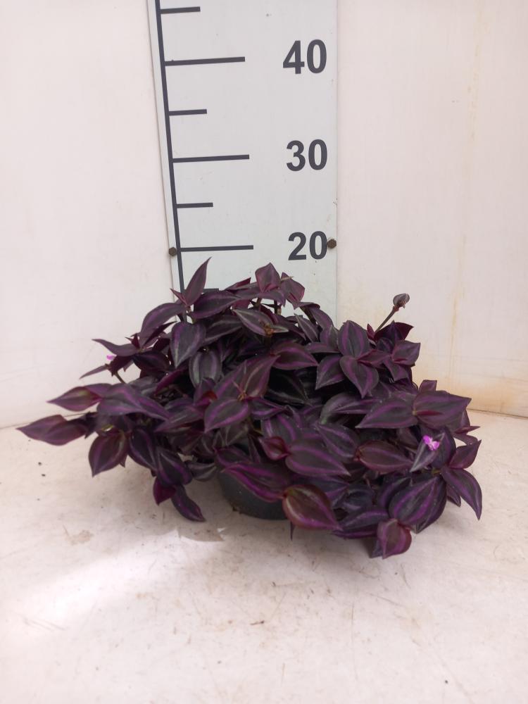 TRADESCANTIA JEWEL RED CP17