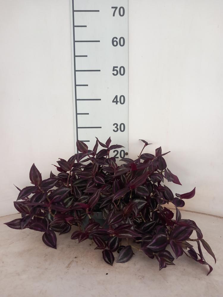 TRADESCANTIA JEWEL RED CP17
