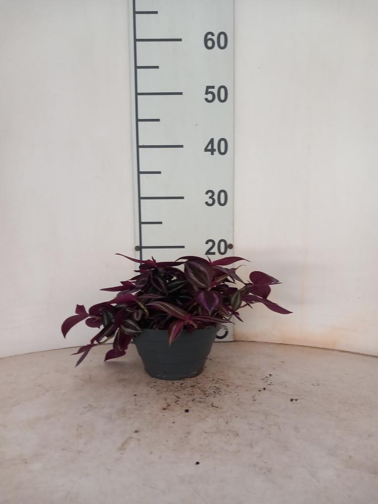 TRADESCANTIA JEWEL RED CP17