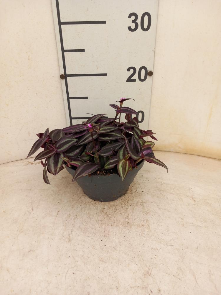 TRADESCANTIA JEWEL RED CP17