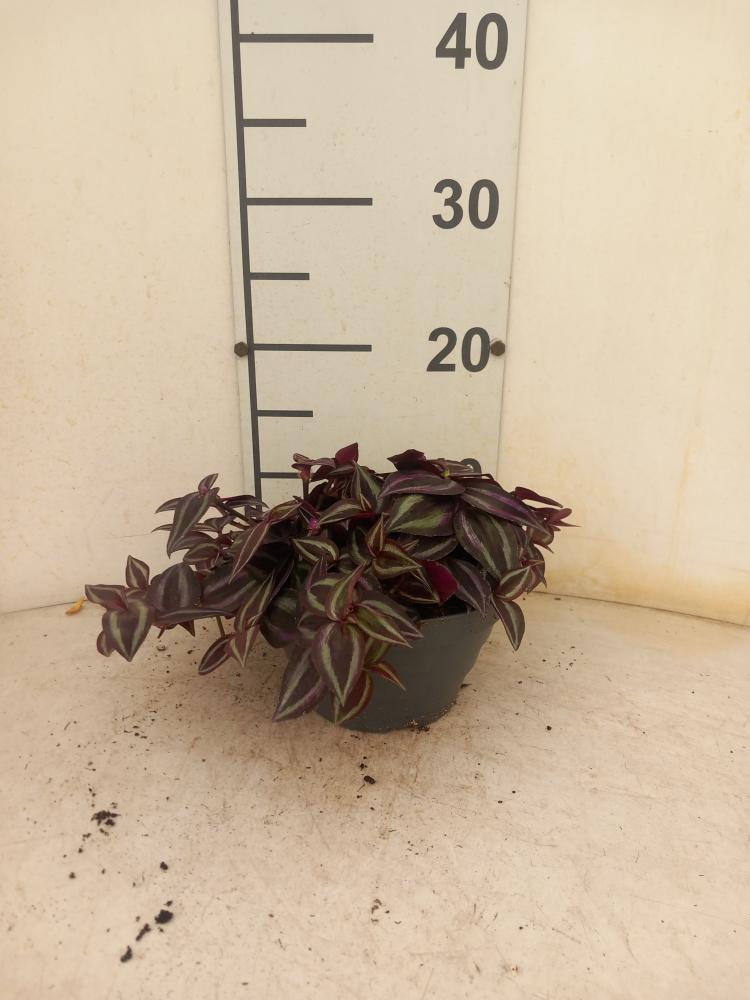 TRADESCANTIA JEWEL RED CP17