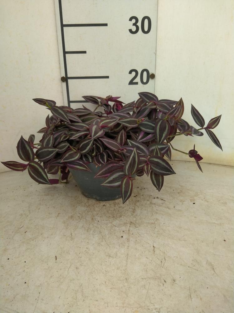 TRADESCANTIA JEWEL RED CP17