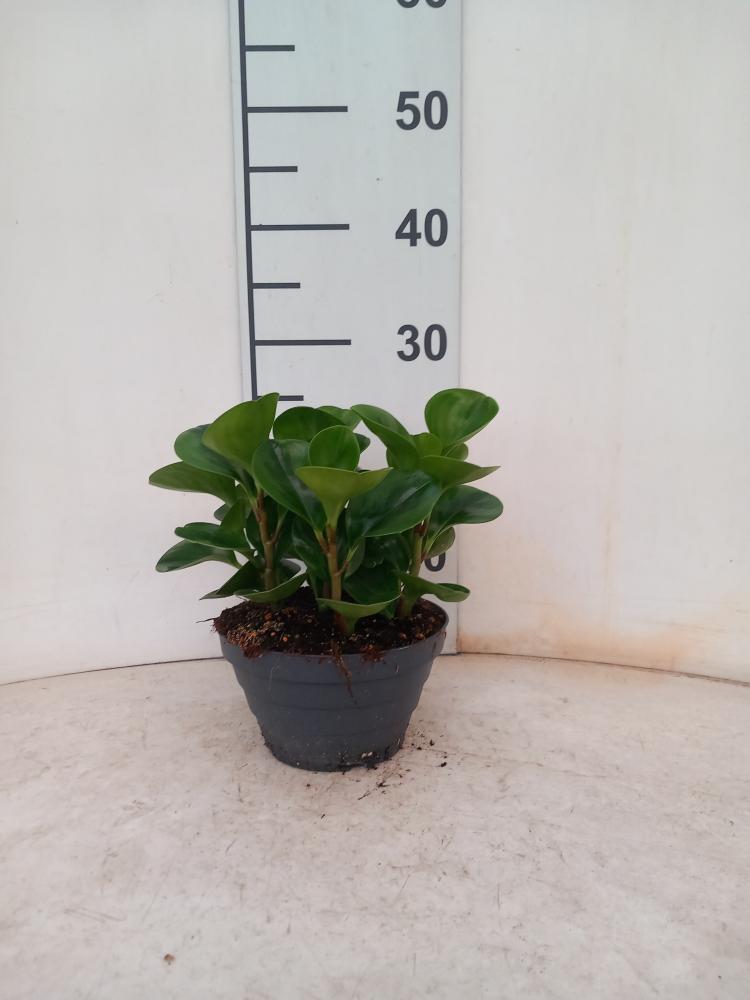 PEPEROMIA EMILY CP17