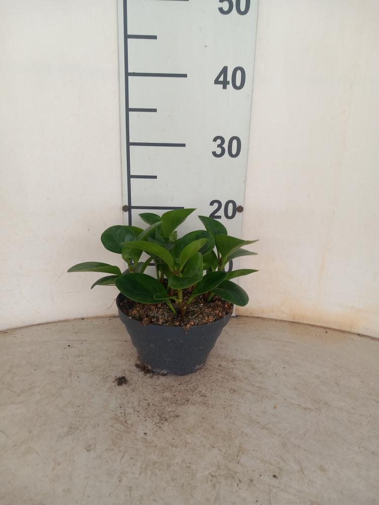 PEPEROMIA EMILY CP17