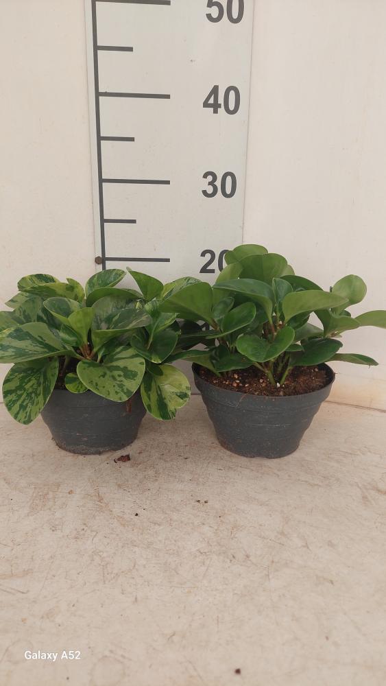 PEPEROMIA EMILY CP17