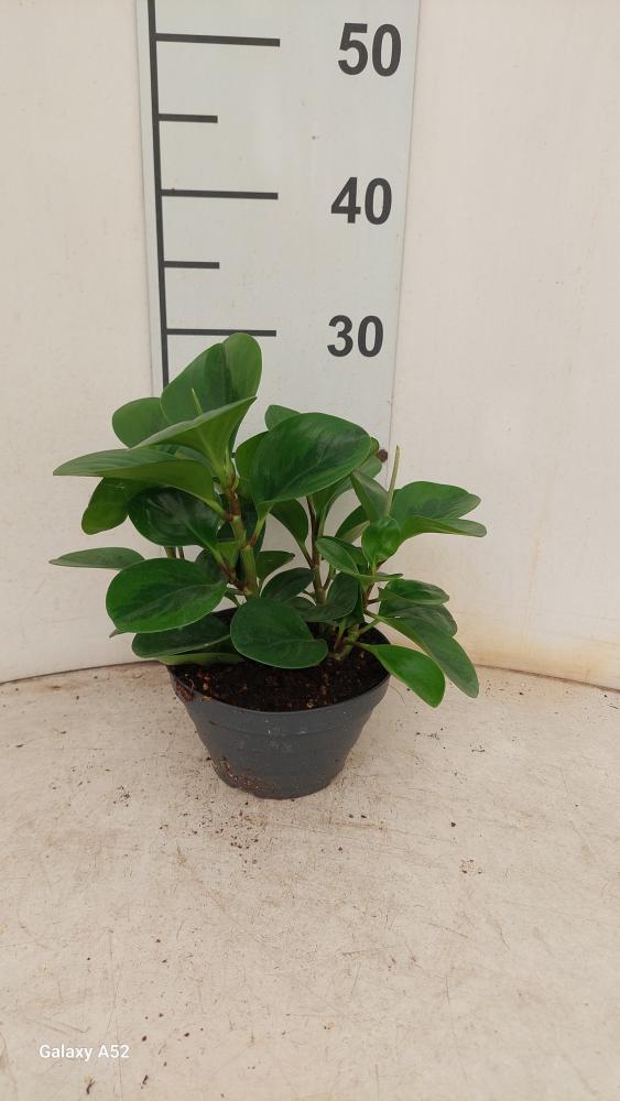 PEPEROMIA EMILY CP17