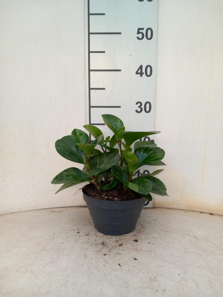 PEPEROMIA EMILY CP17