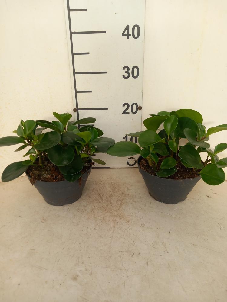 PEPEROMIA EMILY CP17