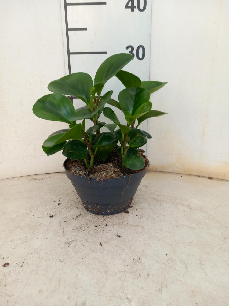 PEPEROMIA EMILY CP17
