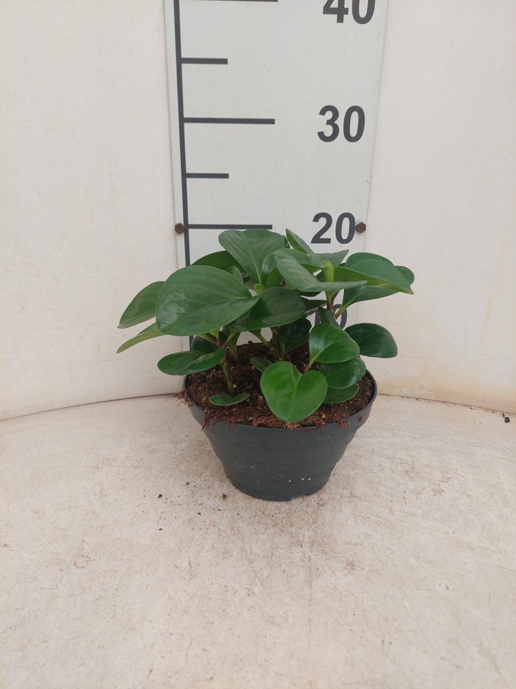 PEPEROMIA EMILY CP17