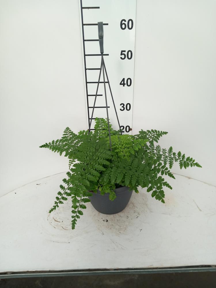 ASPLENIUM PARVATI BASKET BK20