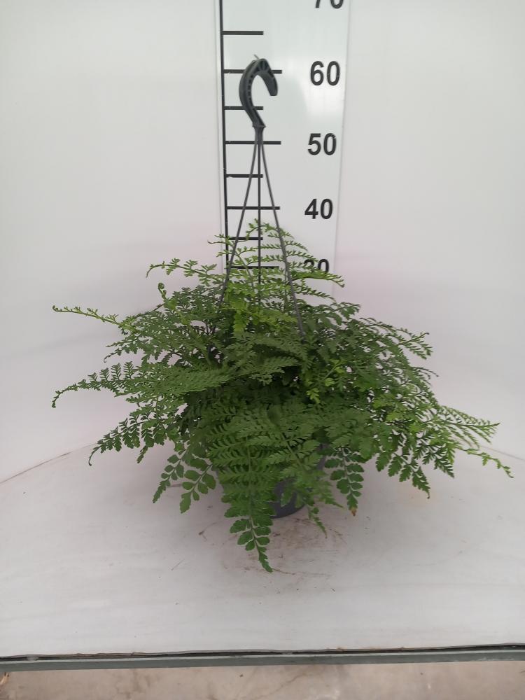 ASPLENIUM PARVATI BASKET BK20