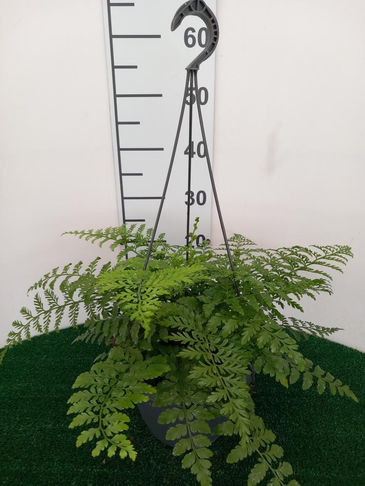 ASPLENIUM PARVATI BASKET BK20