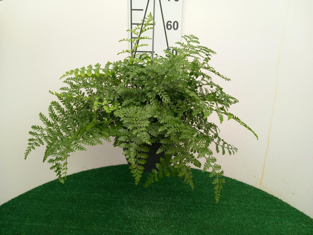 ASPLENIUM PARVATI BASKET BK20