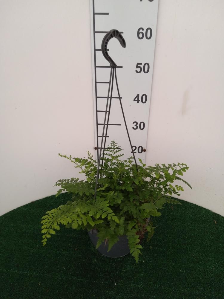 ASPLENIUM PARVATI BASKET BK20